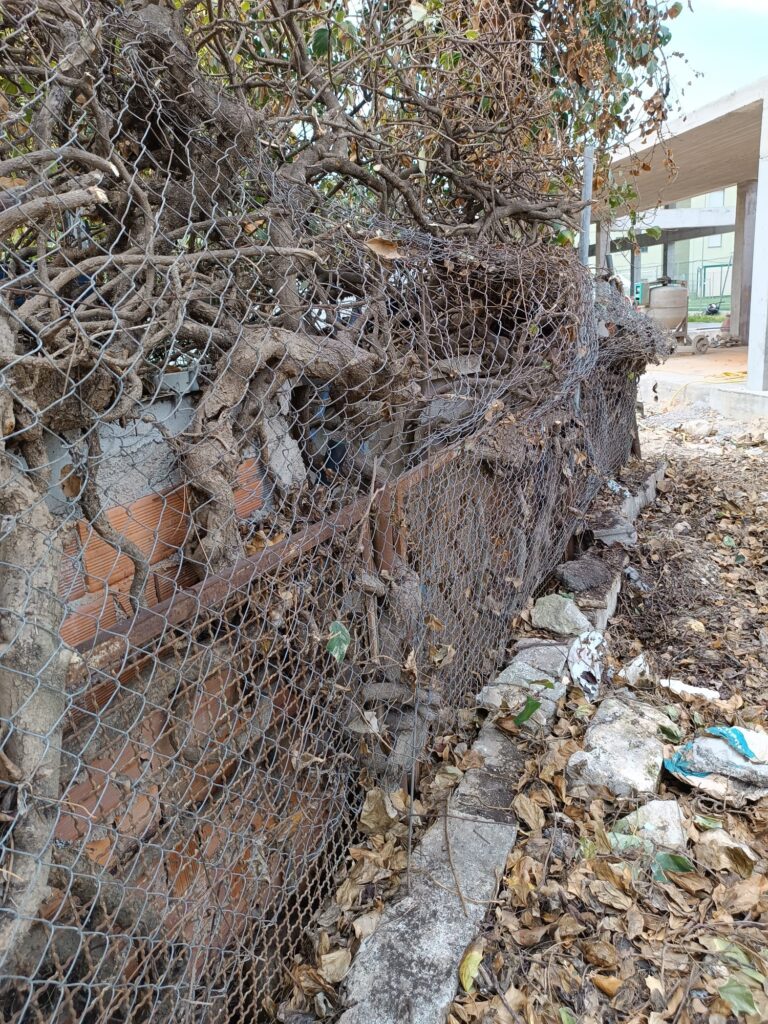 Rimozione radici per trasporto a discarica 